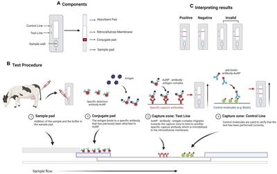 Lateral-flow assays for bovine paratuberculosis diagnosis